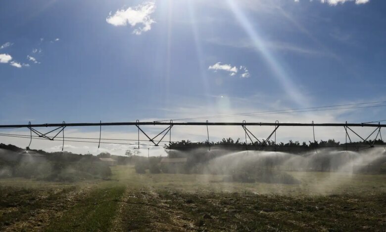 Ameaça sobre espécies dependentes do solo é desconhecida, diz estudo