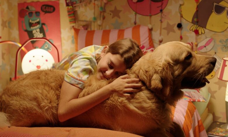 Festival de cinema BIFF 2026 divulga programação e selecionados