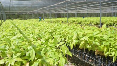 Bioeconomia em áreas degradadas cria produção sustentável no Pará