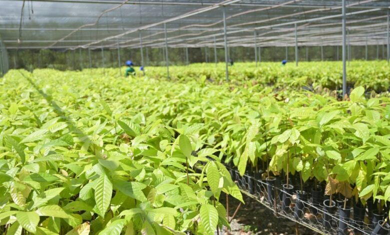 Bioeconomia em áreas degradadas cria produção sustentável no Pará