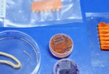 Embrapa produz em laboratório salmão, caviar e anéis de lula veganos