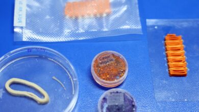 Embrapa produz em laboratório salmão, caviar e anéis de lula veganos