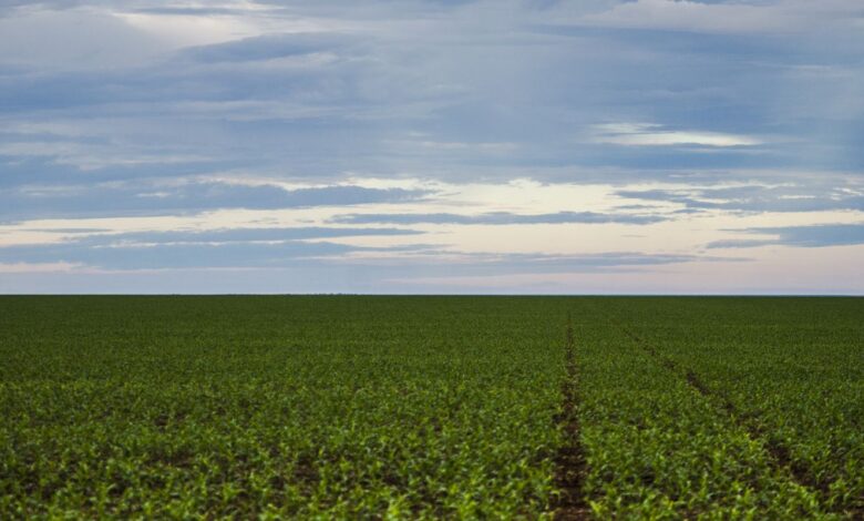 Fazenda estuda Fundo Garantidor para dívidas rurais