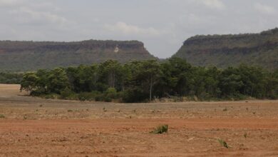 Fragmentos de vegetação nativa cresceram no país 163% em 38 anos