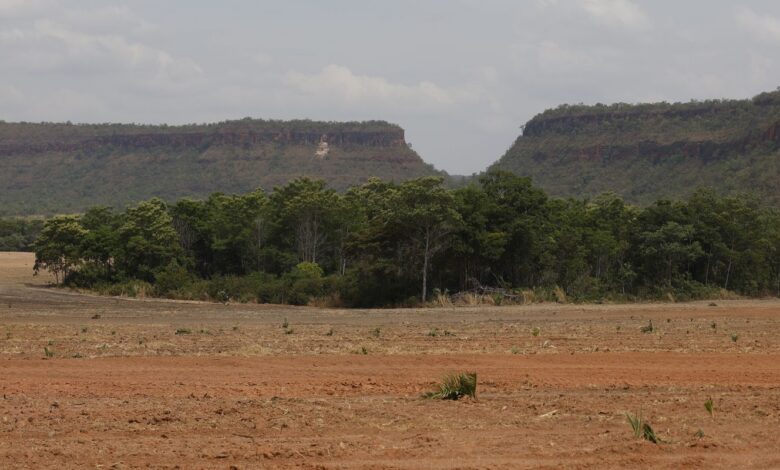 Fragmentos de vegetação nativa cresceram no país 163% em 38 anos
