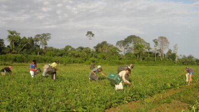 Prêmio para produção acadêmica destaca agricultura familiar