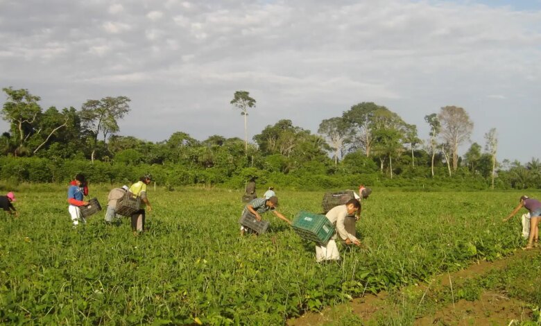 Prêmio para produção acadêmica destaca agricultura familiar