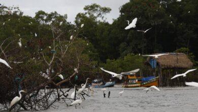 Amazônia Soberana: programa vai combater crimes em áreas de fronteira