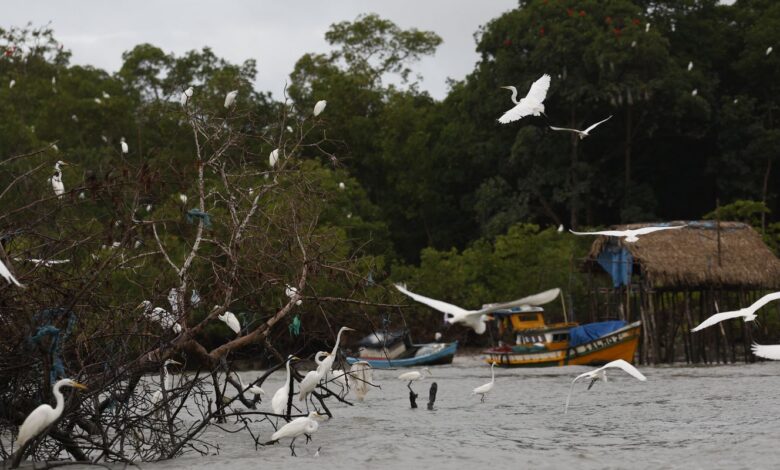 Amazônia Soberana: programa vai combater crimes em áreas de fronteira