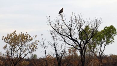 Novas tecnologias ajudam brigadistas a proteger o Cerrado de incêndios