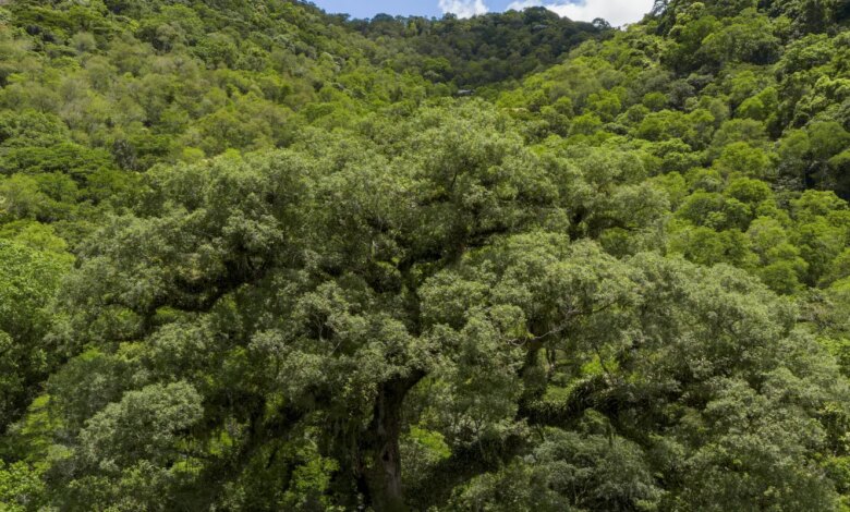 Desmatamento da Mata Atlântica tem queda de 28% em um ano