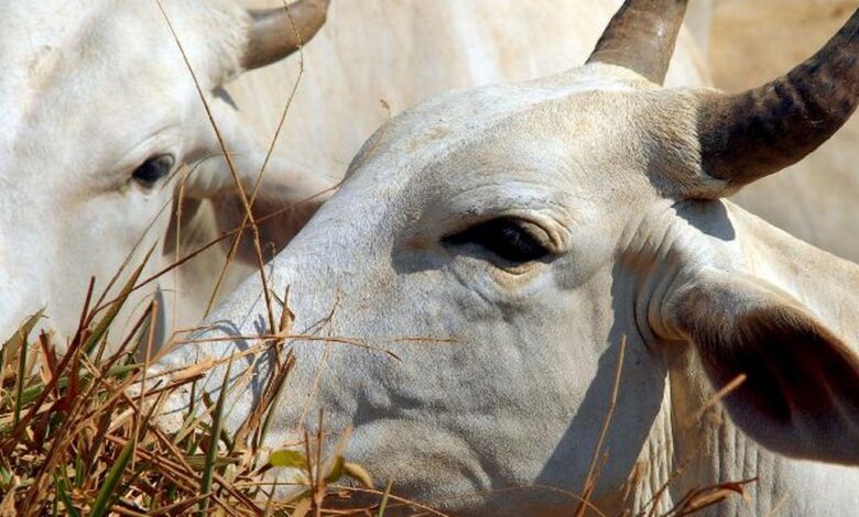 União Europeia veta compra de carne brasileira a partir de setembro