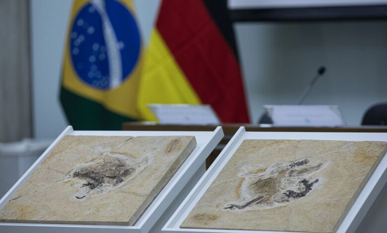 Brasil quer recuperar dinossauros e patrimônios espalhados por 14 país