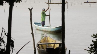 Conferências estaduais de aquicultura e pesca serão em junho e julho| Agência Brasil