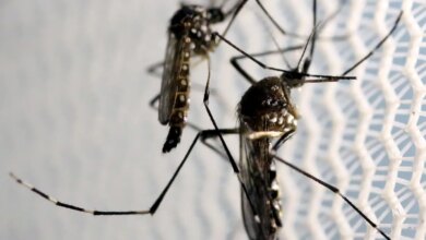Estado de SP confirma mais duas mortes por febre amarela
