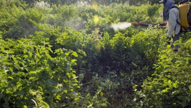 Governo vai monitorar presença de agrotóxico em bacias hidrográficas