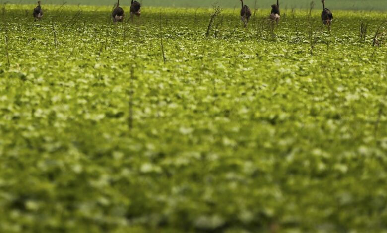 CMN passa a exigir fotos com localização comprovada em seguro rural