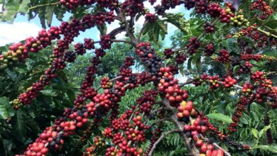 Exigências regulatórias da UE podem embarreirar pequenos cafeicultores