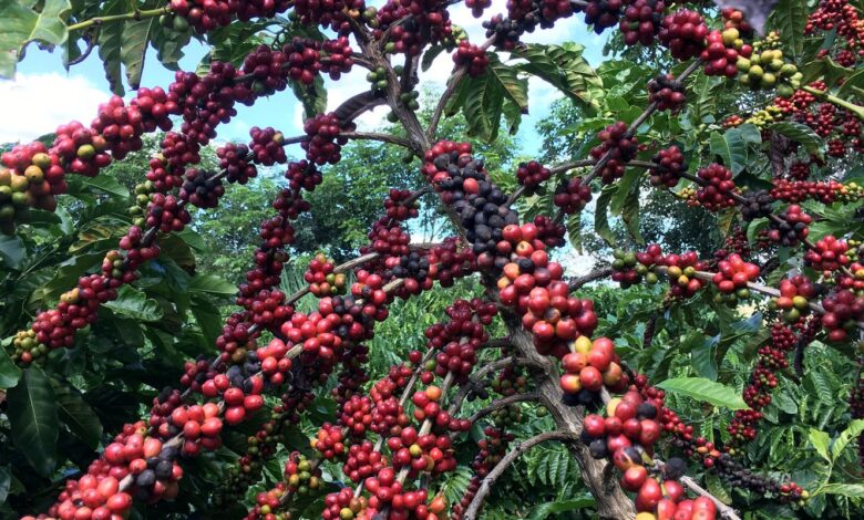 Exigências regulatórias da UE podem embarreirar pequenos cafeicultores