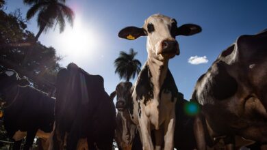 União Europeia oficializa veto a carne brasileira a partir de setembro