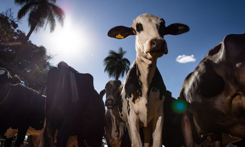 União Europeia oficializa veto a carne brasileira a partir de setembro