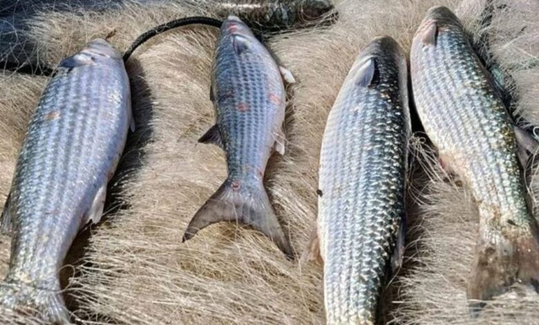 Pesca de tainha na modalidade arrasto de praia está suspensa