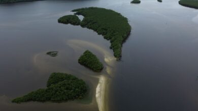 Carbono azul ganha espaço na agenda climática dos oceanos