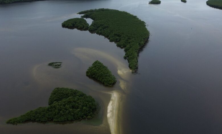 Carbono azul ganha espaço na agenda climática dos oceanos