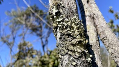 Reserva Ecológica do IBGE no DF passa a ter gestão apoiada pelo ICMBio