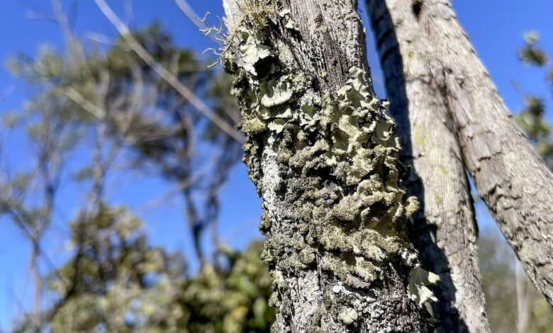 Reserva Ecológica do IBGE no DF passa a ter gestão apoiada pelo ICMBio