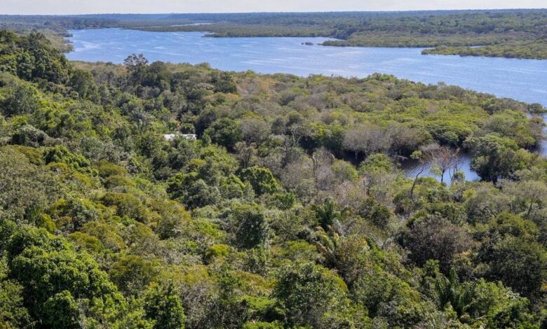 Fundo Amazônia quadruplica ritmo anual de aprovações desde 2023