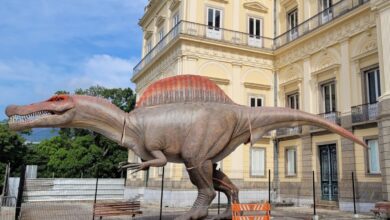 Museu Nacional ganha réplica de dinossauro brasileiro com 15 metros
