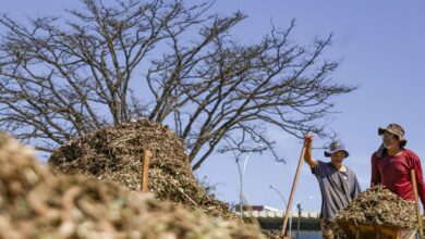 Sistemas agroecológicos de quatro biomas são criados em Brasília