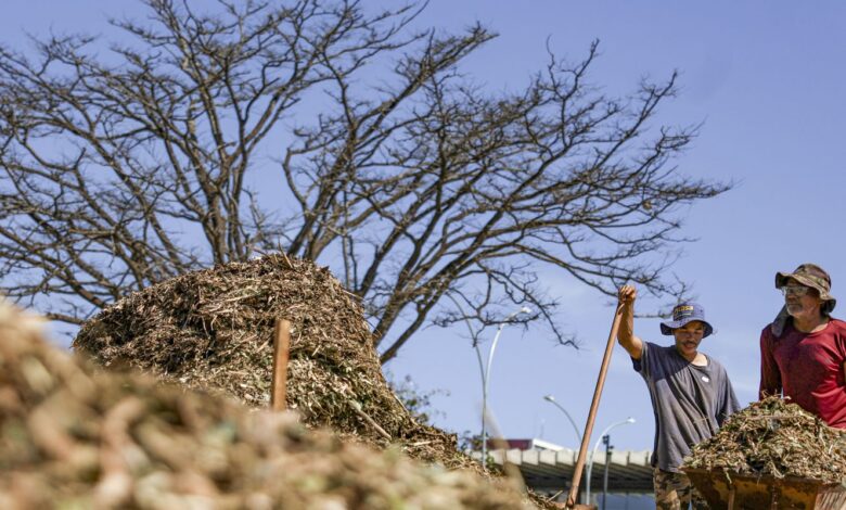 Sistemas agroecológicos de quatro biomas são criados em Brasília
