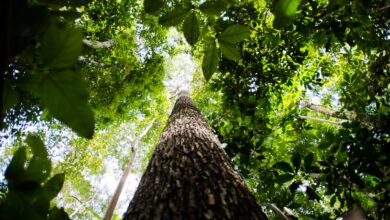 BNDES busca mobilizar até R$ 6 bi para mercado de crédito de carbono