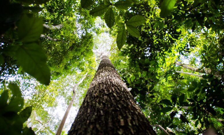 BNDES busca mobilizar até R$ 6 bi para mercado de crédito de carbono