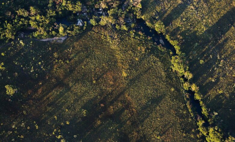 Financiamentos a projetos rurais sustentáveis terão juros mais baixos