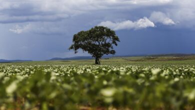 Crédito rural financiou R$ 92,4 bi em áreas com alertas ambientais