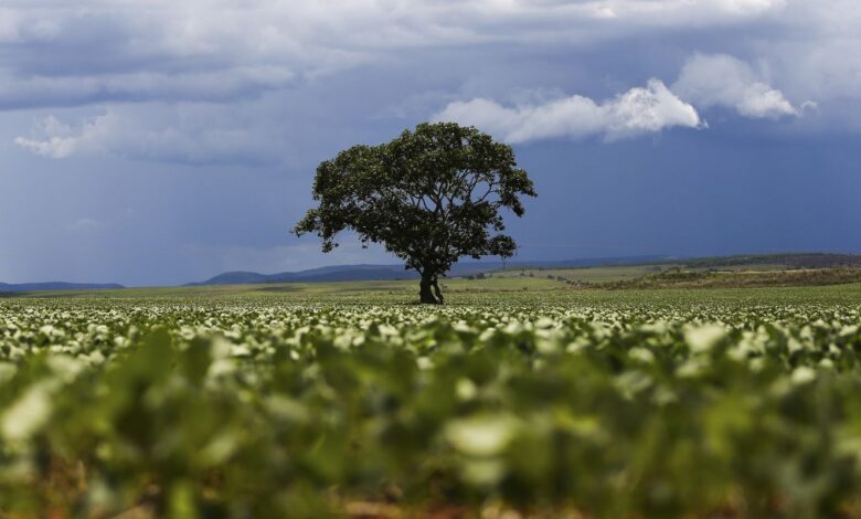 Crédito rural financiou R$ 92,4 bi em áreas com alertas ambientais