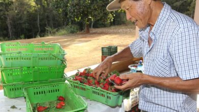 Finep vai pagar R$ 220 milhões para inovações em agricultura familiar 