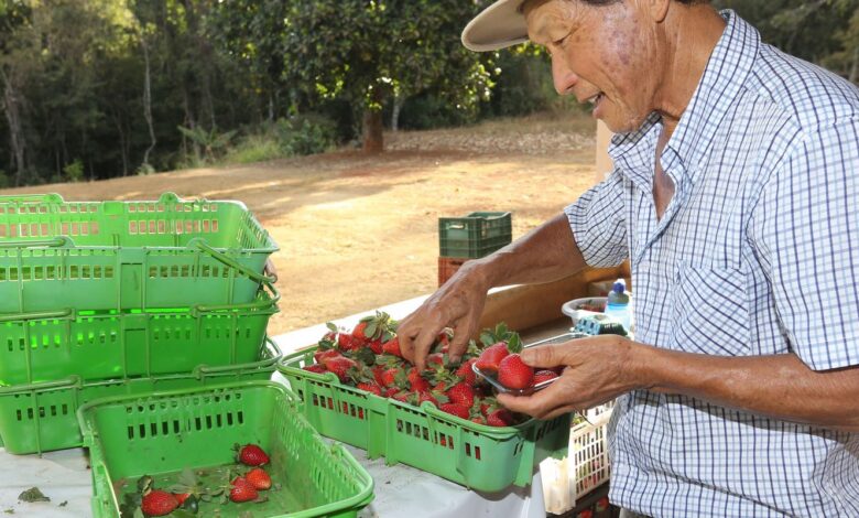 Finep vai pagar R$ 220 milhões para inovações em agricultura familiar 