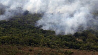 Copernicus: emissão global de gases por incêndios é a menor em 24 anos