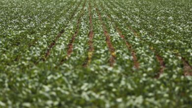 Entenda impasse entre bancada do agro e governo sobre dívidas rurais
