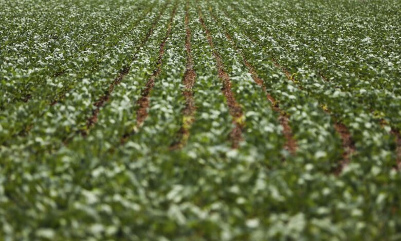 Entenda impasse entre bancada do agro e governo sobre dívidas rurais