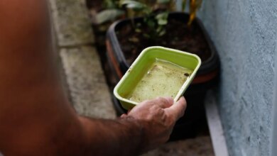 El Niño pode aumentar casos de chikungunya e dengue no Brasil