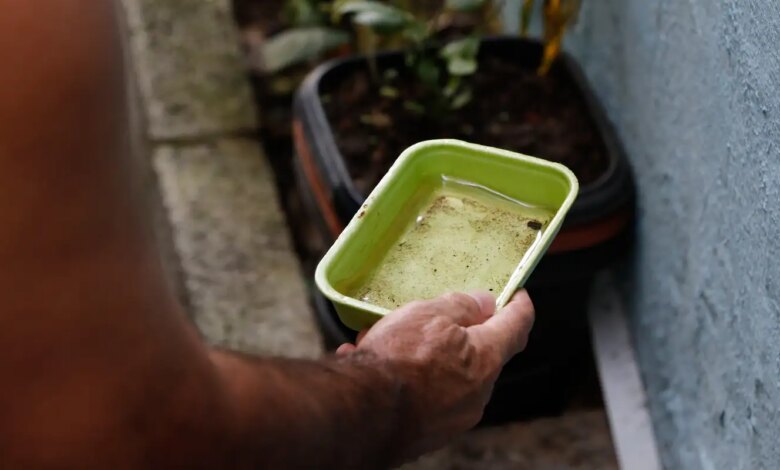 El Niño pode aumentar casos de chikungunya e dengue no Brasil
