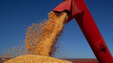 IBGE prevê safra de 347,4 milhões de toneladas para 2026