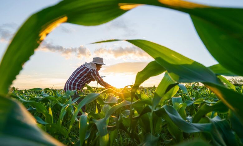 MP de dívida rural foca em perdas climáticas, diz Durigan