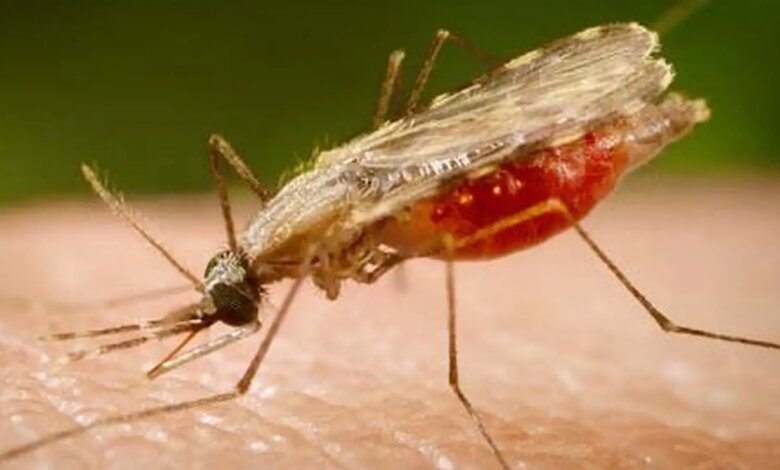 Cientistas da Fiocruz podem produzir vacina completa contra a malária