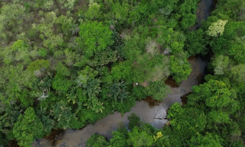 Projeto busca restaurar 600 mil hectares de vegetação nativa no Brasil